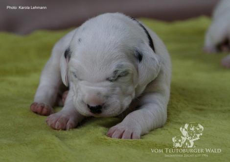 Mr. Schwarz | Rüde | weiß-schwarz (schwarzes Halsband)