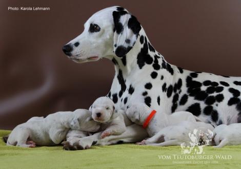 Mama Obonya´s Pride Anna-Ariella mit ihrem Y-Wurf vom Teutoburger Wald (11. Lebenstag)