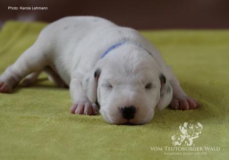 Mr. Blau | Rüde | weiß-schwarz (blaues Halsband)