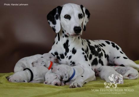 Mama Obonya´s Pride Anna-Ariella mit ihrem Y-Wurf vom Teutoburger Wald (11. Lebenstag)
