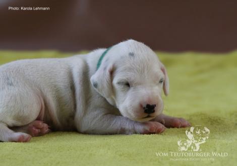 Mr. Grün | Rüde | weiß-schwarz (grünes Halsband)