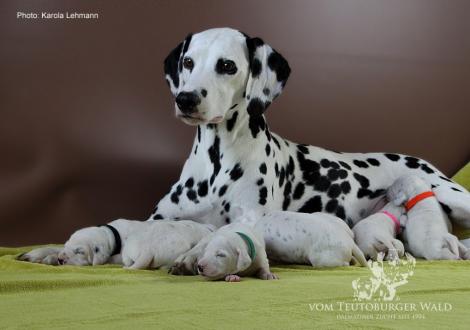 Mama Obonya´s Pride Anna-Ariella mit ihrem Y-Wurf vom Teutoburger Wald (11. Lebenstag)
