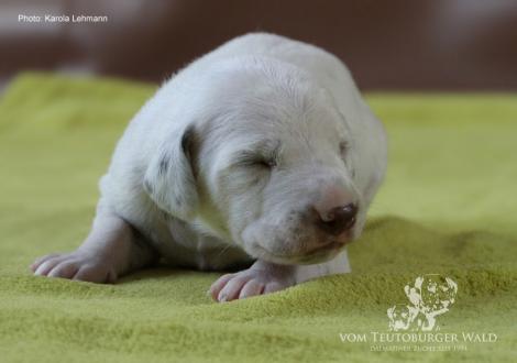 Mr. Ohne | Rüde | weiß-braun (ohne Halsband)