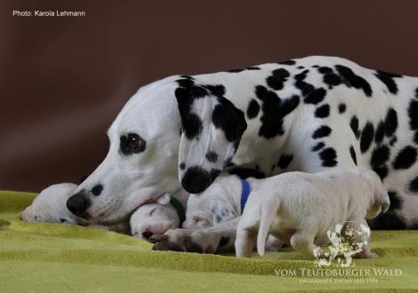 Mama Obonya´s Pride Anna-Ariella mit ihrem Y-Wurf vom Teutoburger Wald (11. Lebenstag)