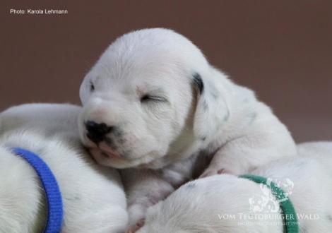 Lady Ohne | Hündin | weiß-schwarz (ohne Halsband)
