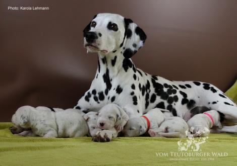Mama Obonya´s Pride Anna-Ariella mit ihrem Y-Wurf vom Teutoburger Wald (11. Lebenstag)