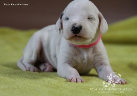 Lady Rosa | Hündin | weiß-schwarz (rosa Halsband)