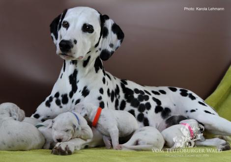 Mama Obonya´s Pride Anna-Ariella mit ihrem Y-Wurf vom Teutoburger Wald (11. Lebenstag)