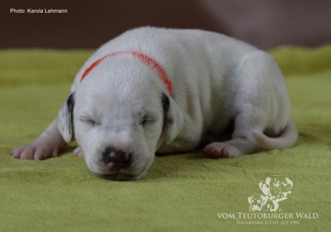 Lady Orange | Hündin | weiß-braun (oranges Halsband)
