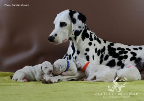 Mama Obonya´s Pride Anna-Ariella mit ihrem Y-Wurf vom Teutoburger Wald (11. Lebenstag)