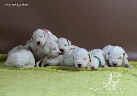 Unser Y-Wurf vom Teutoburger Wald (11. Lebenstag)