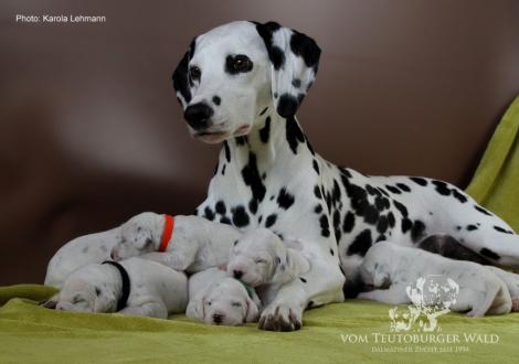 Mama Obonya´s Pride Anna-Ariella mit ihrem Y-Wurf vom Teutoburger Wald (11. Lebenstag)