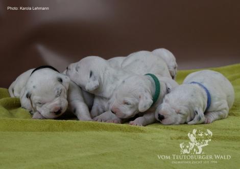 Unser Y-Wurf vom Teutoburger Wald (11. Lebenstag)