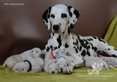 Mama Obonya´s Pride Anna-Ariella mit ihrem Y-Wurf vom Teutoburger Wald (11. Lebenstag)