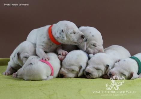 Unser Y-Wurf vom Teutoburger Wald (11. Lebenstag)