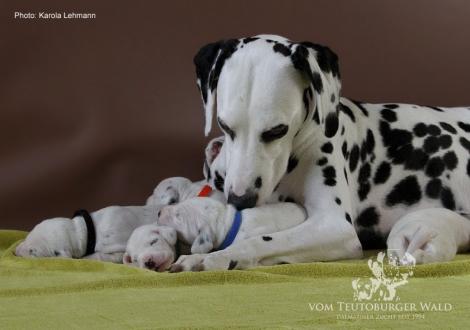 Mama Obonya´s Pride Anna-Ariella mit ihrem Y-Wurf vom Teutoburger Wald (11. Lebenstag)