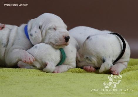 Unser Y-Wurf vom Teutoburger Wald (11. Lebenstag)