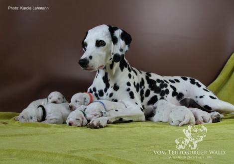 Mama Obonya´s Pride Anna-Ariella mit ihrem Y-Wurf vom Teutoburger Wald (11. Lebenstag)