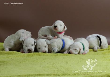 Unser Y-Wurf vom Teutoburger Wald (11. Lebenstag)