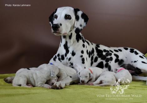 Mama Obonya´s Pride Anna-Ariella mit ihrem Y-Wurf vom Teutoburger Wald (11. Lebenstag)