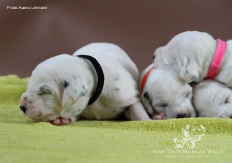 Unser Y-Wurf vom Teutoburger Wald (11. Lebenstag)