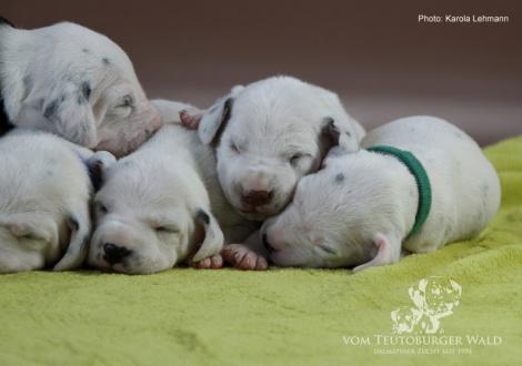 Unser Y-Wurf vom Teutoburger Wald (11. Lebenstag)