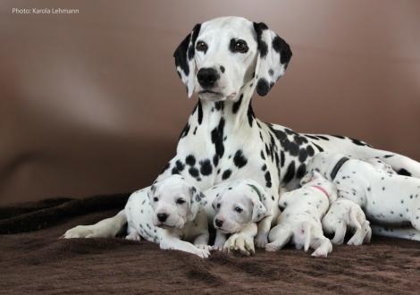 Mama Obonya´s Pride Anna-Ariella mit ihrem Y-Wurf vom Teutoburger Wald (3 Wochen alt)