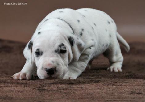 Mr. Schwarz | Rüde | weiß-schwarz (schwarzes Halsband)