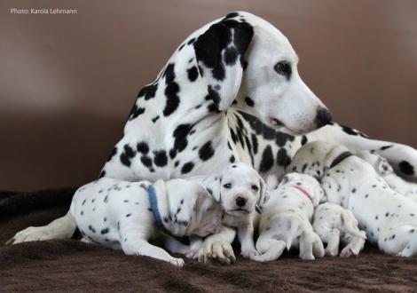 Mama Obonya´s Pride Anna-Ariella mit ihrem Y-Wurf vom Teutoburger Wald (3 Wochen alt)
