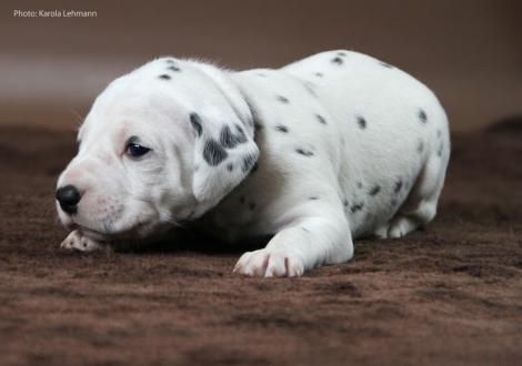 Mr. Blau | Rüde | weiß-schwarz (blaues Halsband)