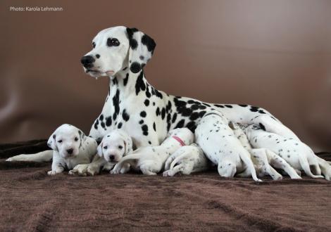 Mama Obonya´s Pride Anna-Ariella mit ihrem Y-Wurf vom Teutoburger Wald (3 Wochen alt)