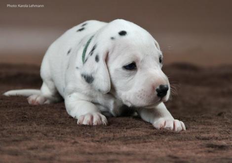 Mr. Grün | Rüde | weiß-schwarz (grünes Halsband)