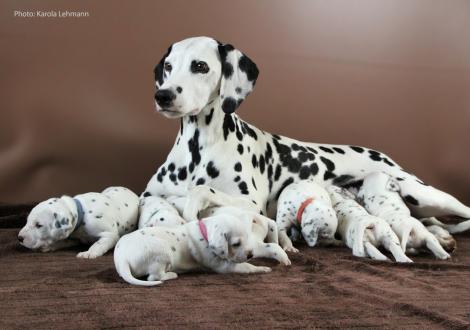 Mama Obonya´s Pride Anna-Ariella mit ihrem Y-Wurf vom Teutoburger Wald (3 Wochen alt)
