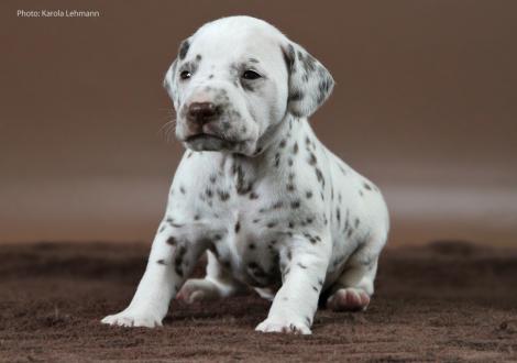 Mr. Ohne | Rüde | weiß-braun (ohne Halsband)