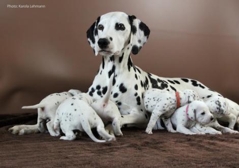 Mama Obonya´s Pride Anna-Ariella mit ihrem Y-Wurf vom Teutoburger Wald (3 Wochen alt)