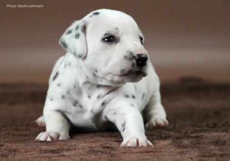 Lady Ohne | Hündin | weiß-schwarz (ohne Halsband)