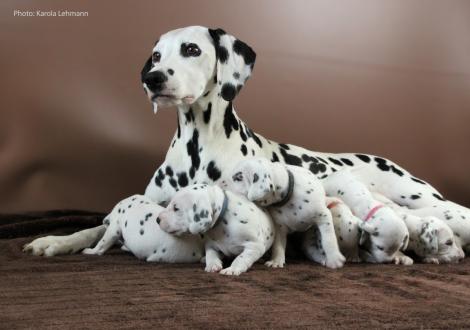 Mama Obonya´s Pride Anna-Ariella mit ihrem Y-Wurf vom Teutoburger Wald (3 Wochen alt)
