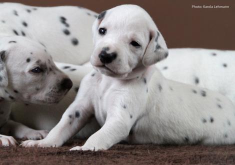 Lady Rosa | Hündin | weiß-schwarz (rosa Halsband)