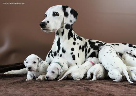 Mama Obonya´s Pride Anna-Ariella mit ihrem Y-Wurf vom Teutoburger Wald (3 Wochen alt)
