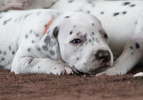 Lady Orange | Hündin | weiß-braun (oranges Halsband)