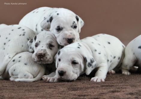Die drei Herren: Mr. Ohne, Mr. Schwarz und Mr. Blau