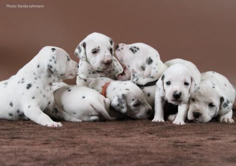 Y-Wurf vom Teutoburger Wald (3 Wochen alt)