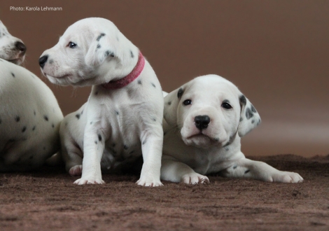 Lady Rosa mit ihrem Bruder Mr. Blau