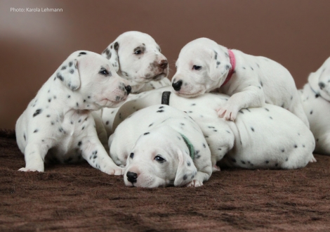 Y-Wurf vom Teutoburger Wald (3 Wochen alt)