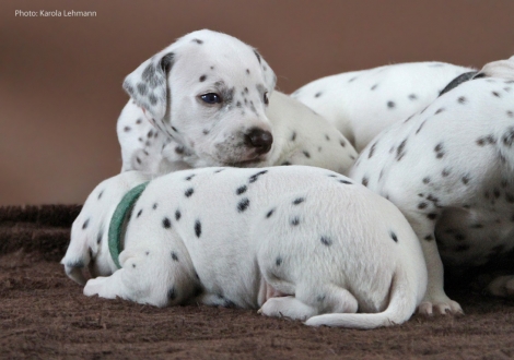 Lady Orange mit ihrem Bruder Mr. Grün