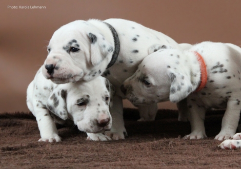 Mr. Ohne und Mr. Schwarz mit ihrer Schwester Lady Orange