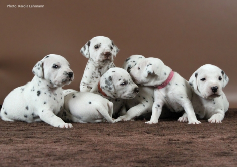 Y-Wurf vom Teutoburger Wald (3 Wochen alt)