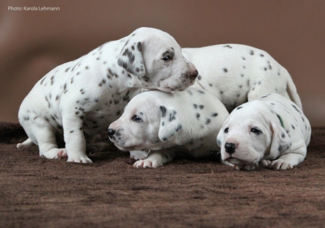 Mr. Ohne mit Lady Ohne und Mr. Blau