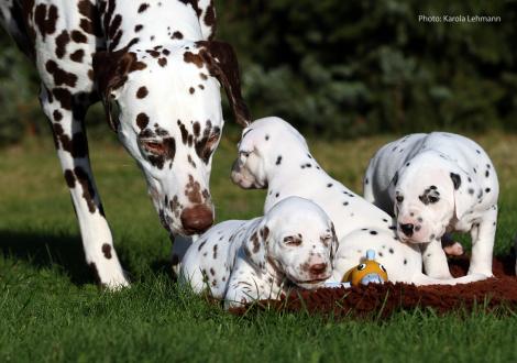 Tante United Pleasure vom Teutoburger Wald mit dem Y-Wurf