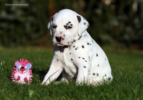 Yard Protector vom Teutoburger Wald (Mr. Schwarz | Rüde | weiß-schwarz)
